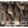 Toadstool topgrade mushroom morel