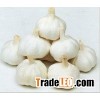 normal white garlic