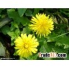 Dandelion root P.E. Enhance immunity, top quality, clearing