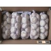 Supply china export fresh garlic