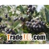 Black Chokeberry Extract  Anthocyandins 25%