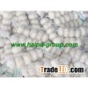 pure white garlic 2012 HPPWG5