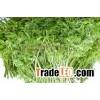 manufacture lowering pressure Moringa oleifera Extract