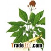Ginseng P.E. Ginsenosides 80% enhance immunity , benefit the