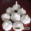 Pure white garlic