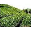 Green Tea Extract