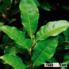 Green Tea Extract