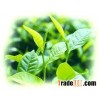 Green Tea Extract