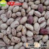 Light Speckled Kidney Beans, Oval, Long, Round Shape