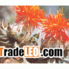 Safflower Oil