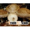 Shiitake Mushroom Extract Powder(Lentinus edodes)
