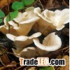 Oyster Mushroom Extract Powder(Pleurotus ostreatus)