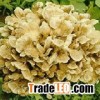 Maitake Mushroom Extract Powder(Grifola Frondosa)