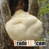 Monkeyhead Mushroom Extract Powder(Hericium erinaceus)