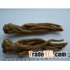Chnese Angelica
