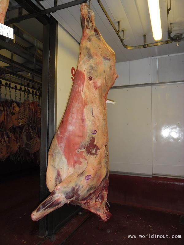 meat-beef-carcass-photo-5