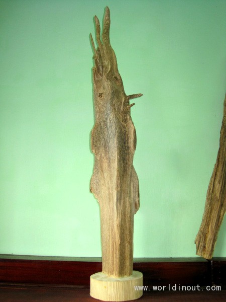 Agarwood-Roots-3