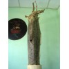 Vietnam Agarwood Roots