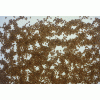 Linseed