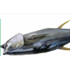 Chilled Headless&Gutted Tuna, whole Tuna