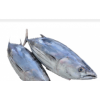 Chilled&Frozen Skipjack Tuna Whole