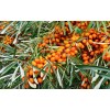 Sea Buckthorn