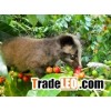 Raw Coffee beans civet cat coffee beans