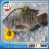 Frozen Tilapia Whole Round WR
