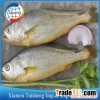 Offer to Supply Frozen Yellow Croaker Whole Round