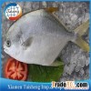 Offer to Sell Frozen Golden Pompano