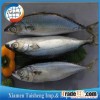 Frozen Pacific Mackerel Titus