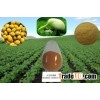 Soybean Extract / Soy isoflavones