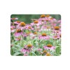 Echinacea Purpurea Extract powder
