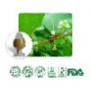 Resveratrol, Fallopia japonica Extract, Japanese knotweed Ex