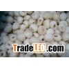 IQF Lychee