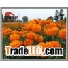 Marigold Extract Ingredient Herbal Health