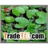 Gotu Kola Extract Ingredient Herbal Health