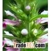 10:1 Motherwort Herb P.E.