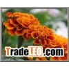 Zeaxanthin Extract Ingredient Herbal Health
