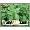 Stevia Extract Ingredient Herbal Health