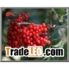 Elderberry P.E. Extract Ingredient Herbal Health
