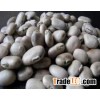 Mucuna pruriens P.E.