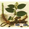 Resveratrol
