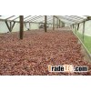Cocoa Beans Exports