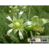 Cucubalus baccifer extract(jesslie at snowlotusbiotech dot c