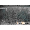 Salsola collina pall extract(jesslie at snowlotusbiotech dot