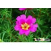 Portulaca oleracea extract(jesslie at snowlotusbiotech dot c