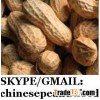 roasted peanut in shell