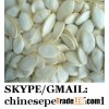 snow white pumpkin seeds