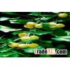 Ginkgo Biloba Extract 24% / 6%
